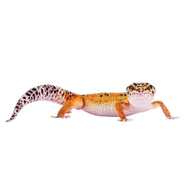 Imagem do peixe Gecko Leopardo